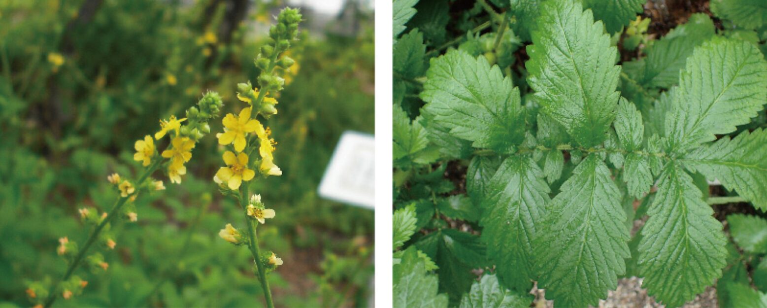 キンミズヒキ 熊本大学薬学部薬用植物園 薬草データベース